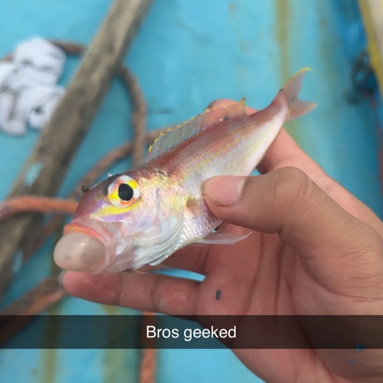 The most recent Yellowfin grouper catches on Fishbrain