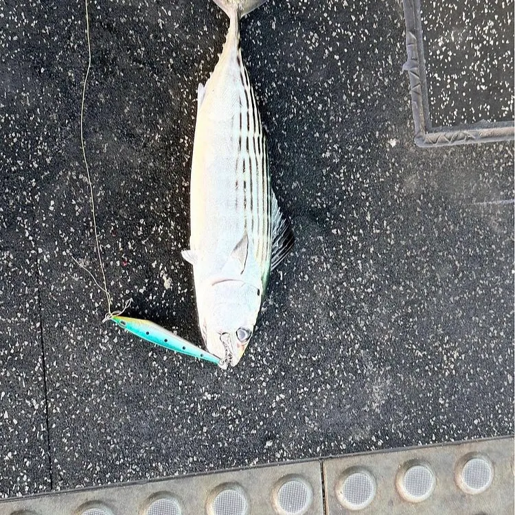 The most recent Australian bonito catches on Fishbrain