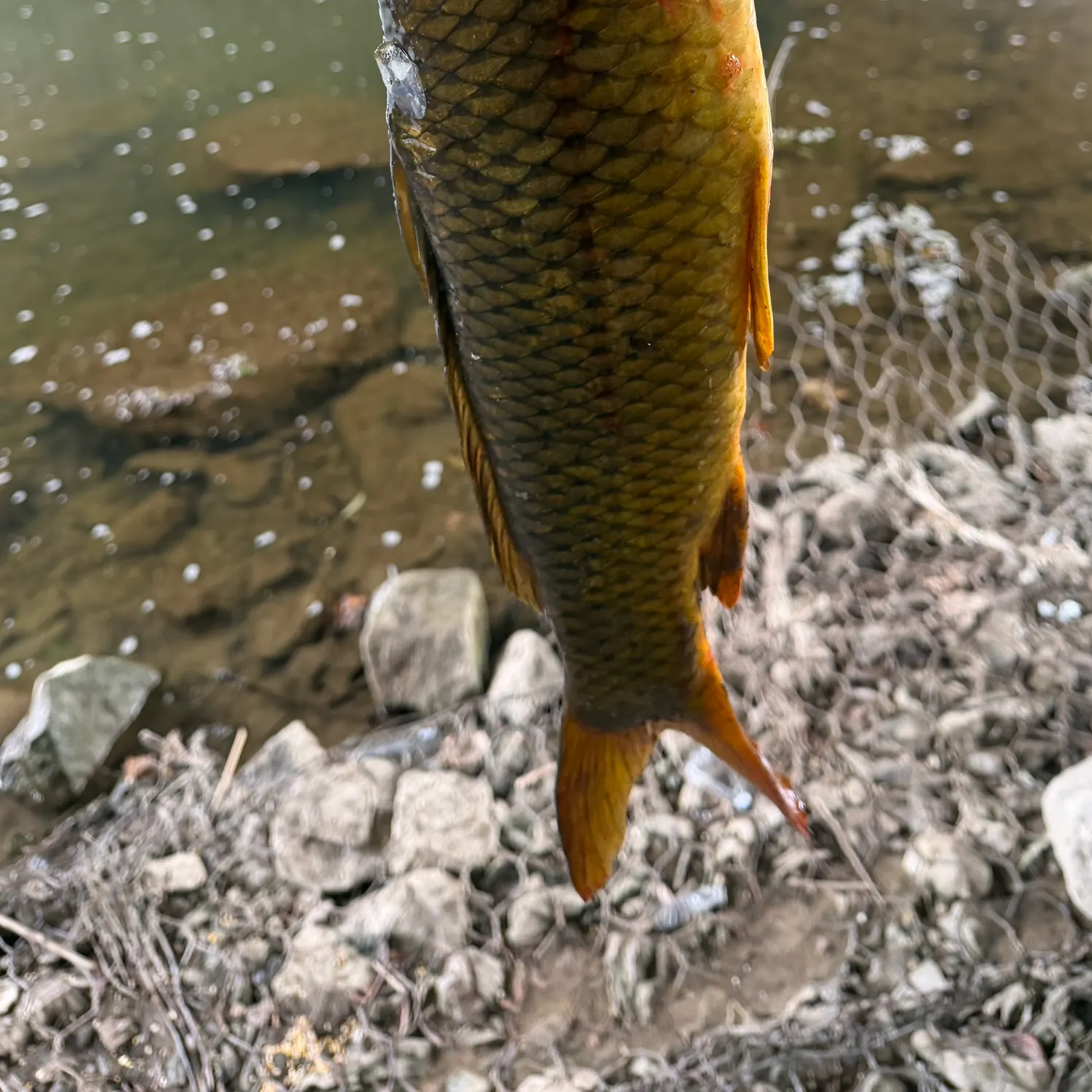 Common carp caught on Fishbrain