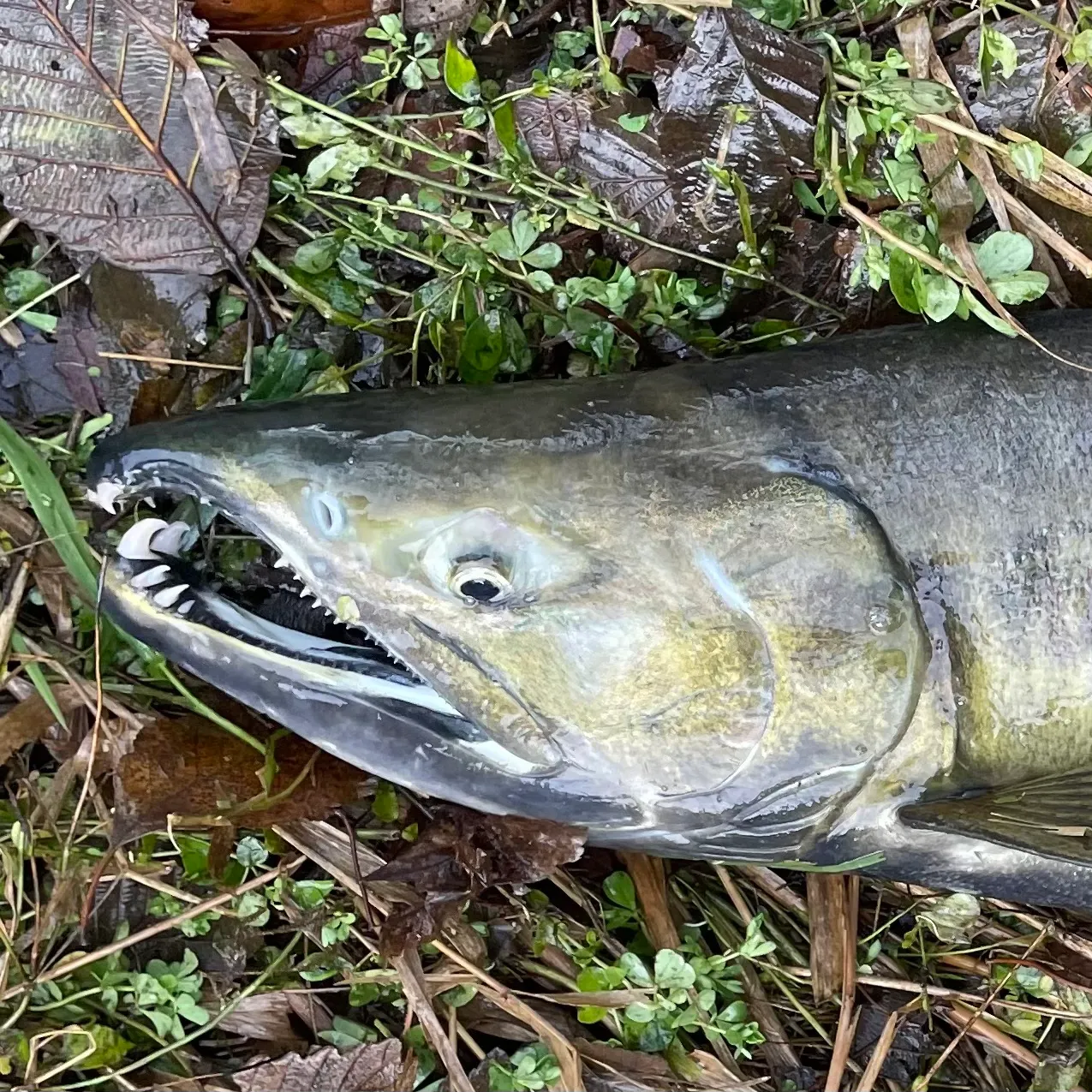 The most recent Chum salmon catches on Fishbrain