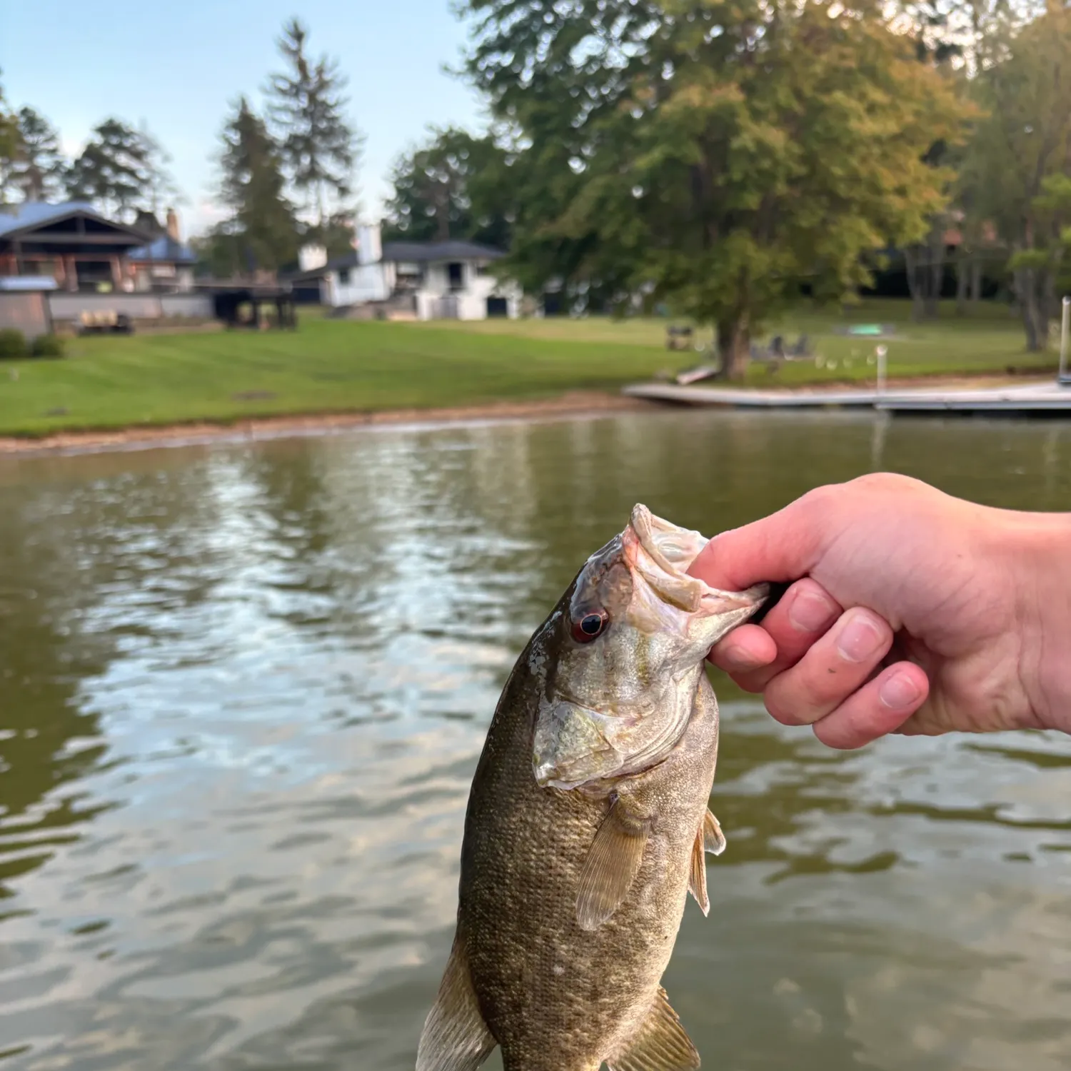 Smallmouth bass caught on Fishbrain