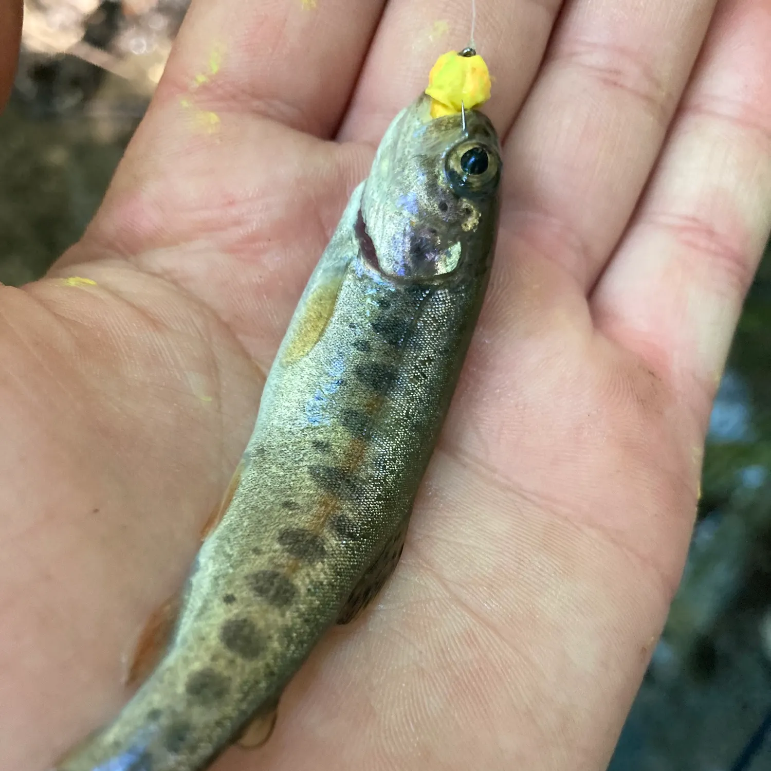 Rainbow trout caught on Fishbrain