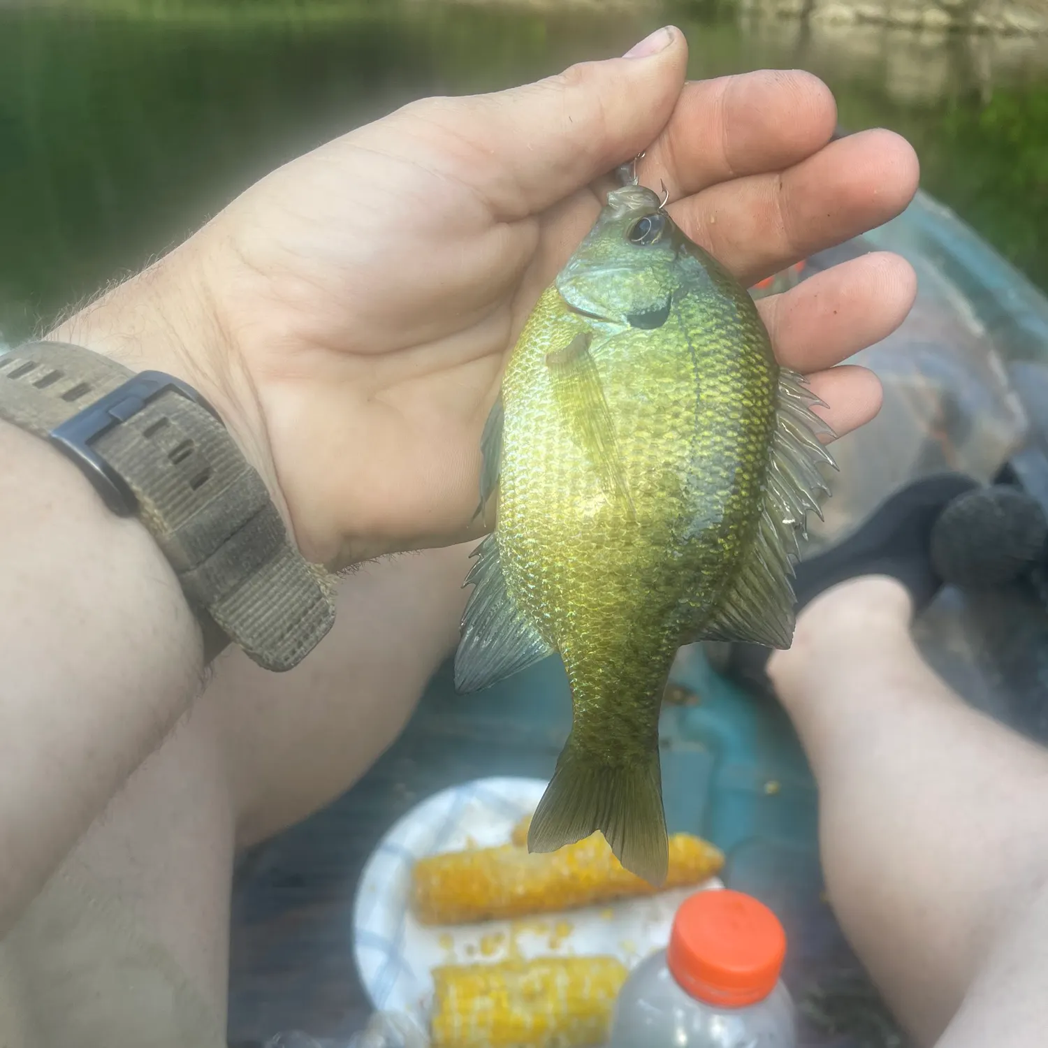 Bluegill caught on Fishbrain