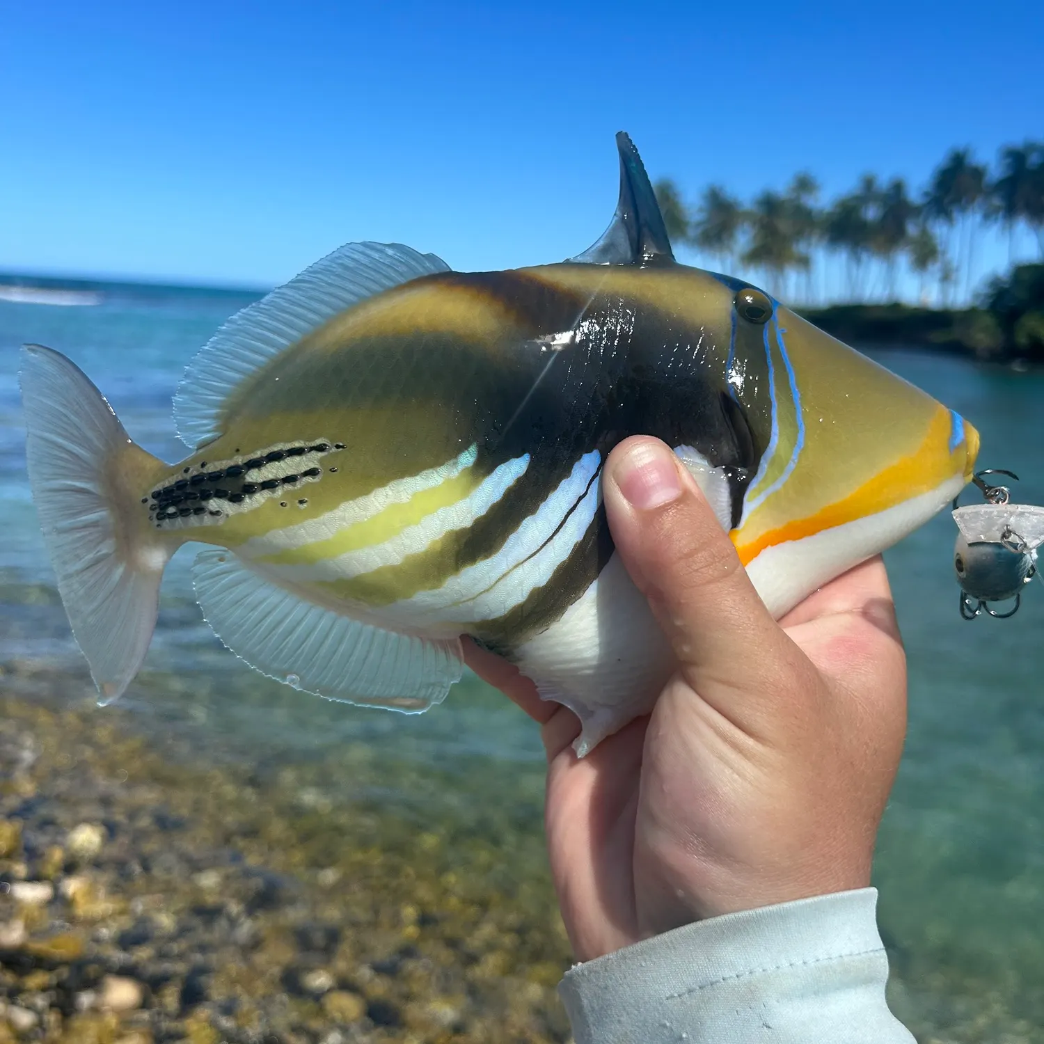 The most recent Picasso triggerfish catches on Fishbrain