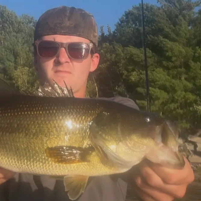 Largemouth bass caught on Fishbrain