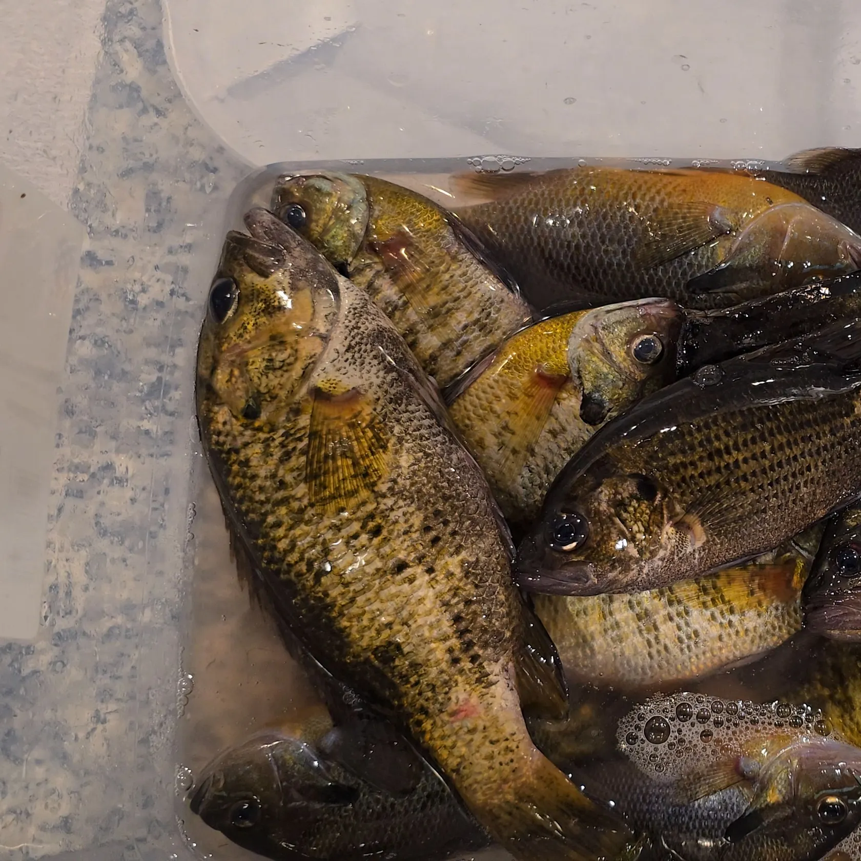 Rock bass caught on Fishbrain
