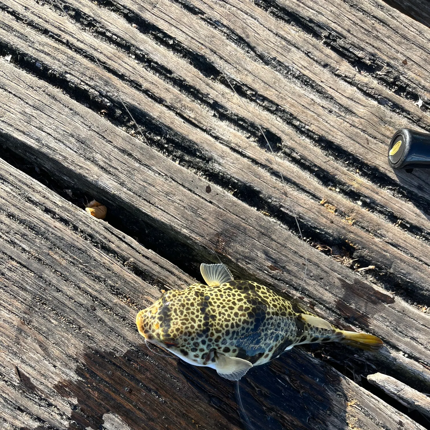 The most recent Smooth toadfish catches on Fishbrain