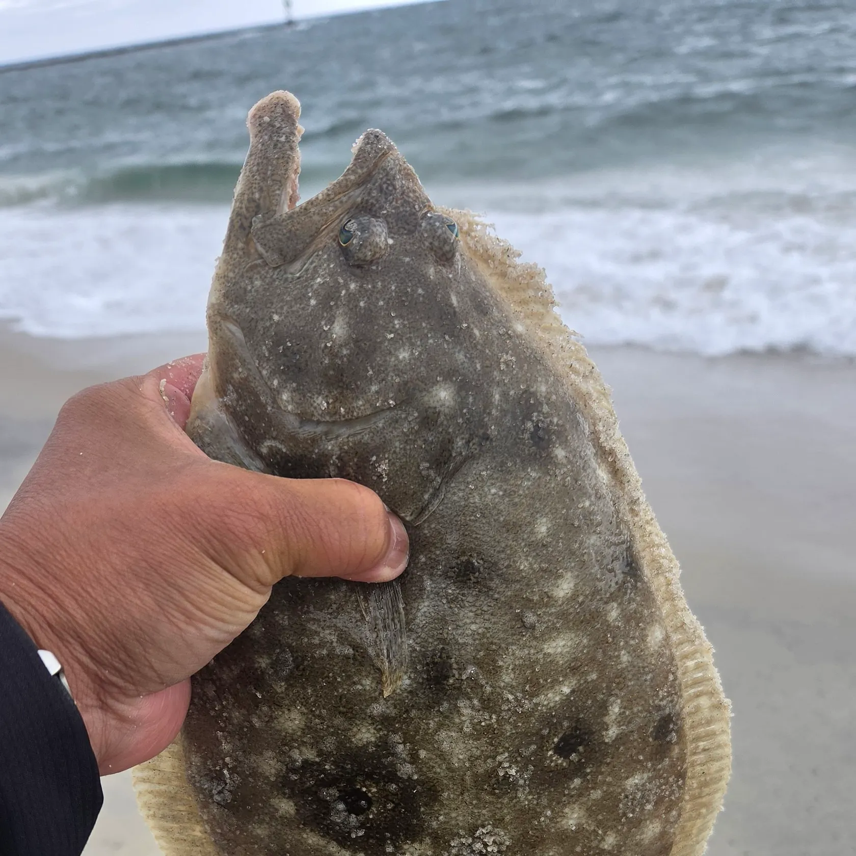 Summer flounder caught on Fishbrain