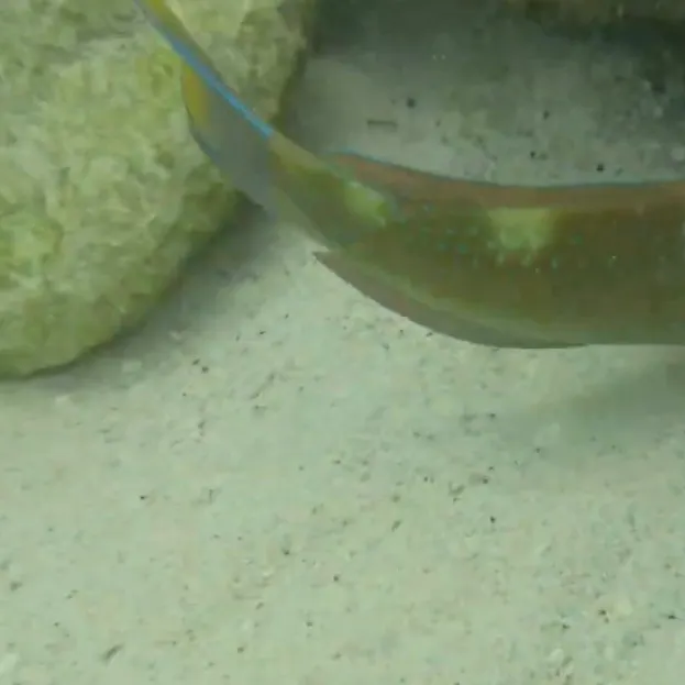 The most recent Puddingwife wrasse catches on Fishbrain