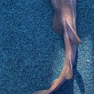 The most recent Blind shark catches on Fishbrain
