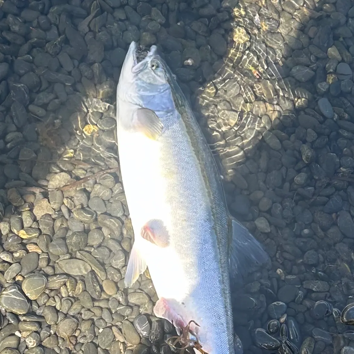 The most recent Pink salmon catches on Fishbrain