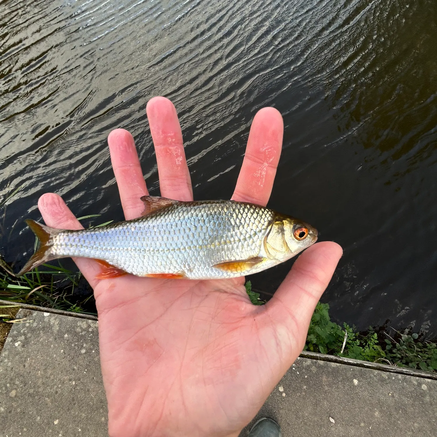 Common roach caught on Fishbrain