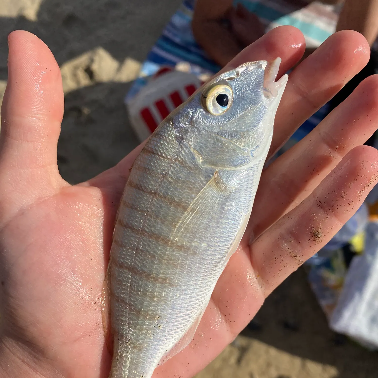 The most recent Striped seabream catches on Fishbrain