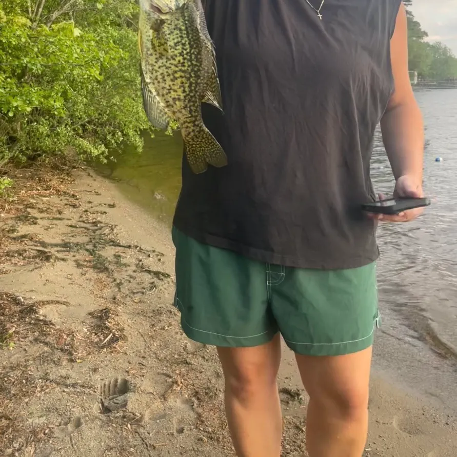 Black crappie caught on Fishbrain