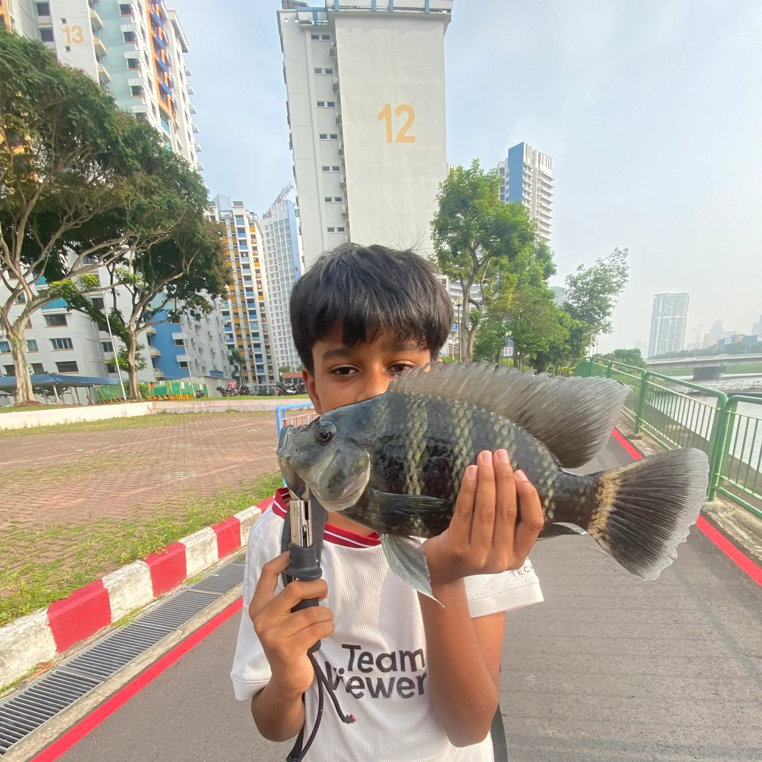 The most recent Zebra tilapia catches on Fishbrain