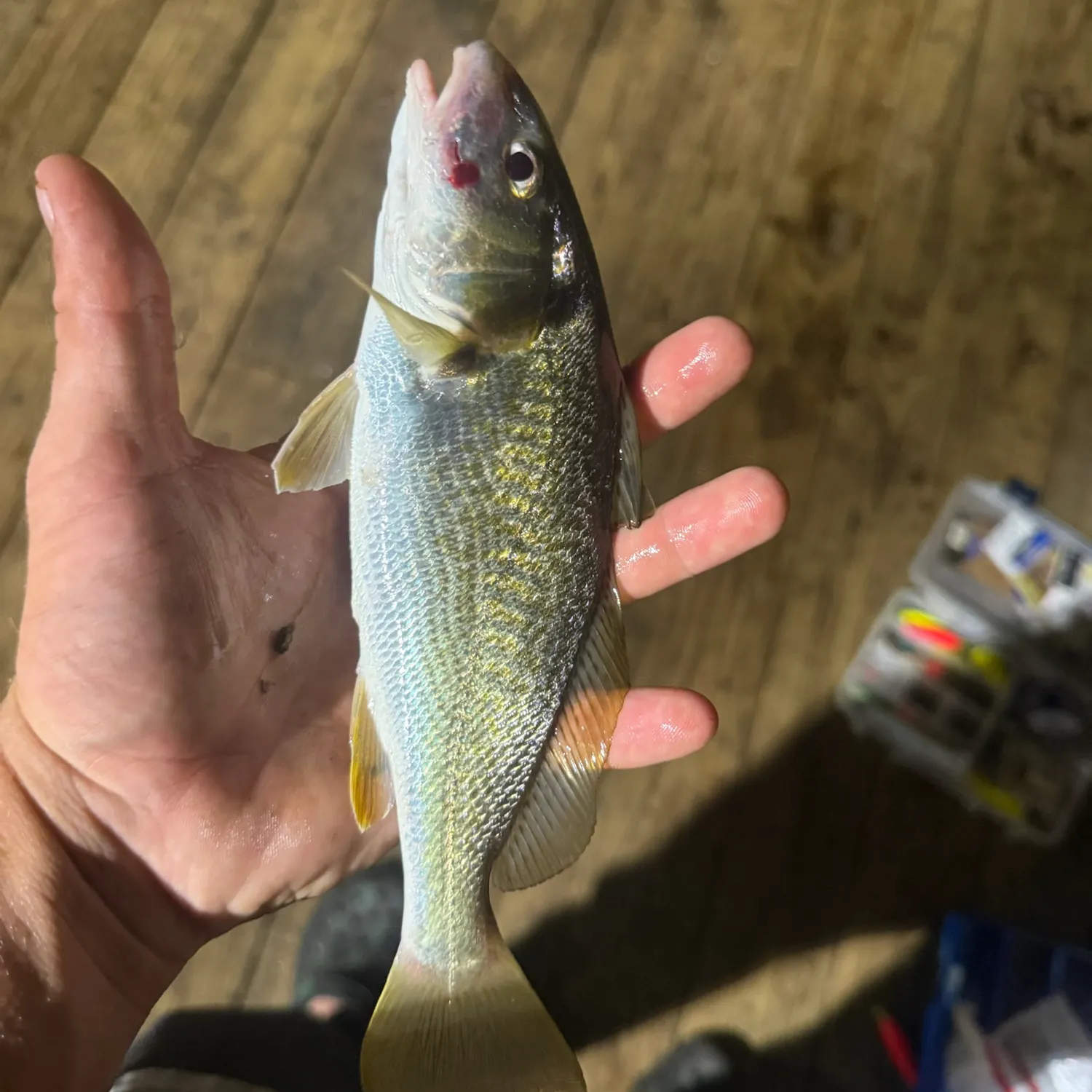 Atlantic croaker caught on Fishbrain
