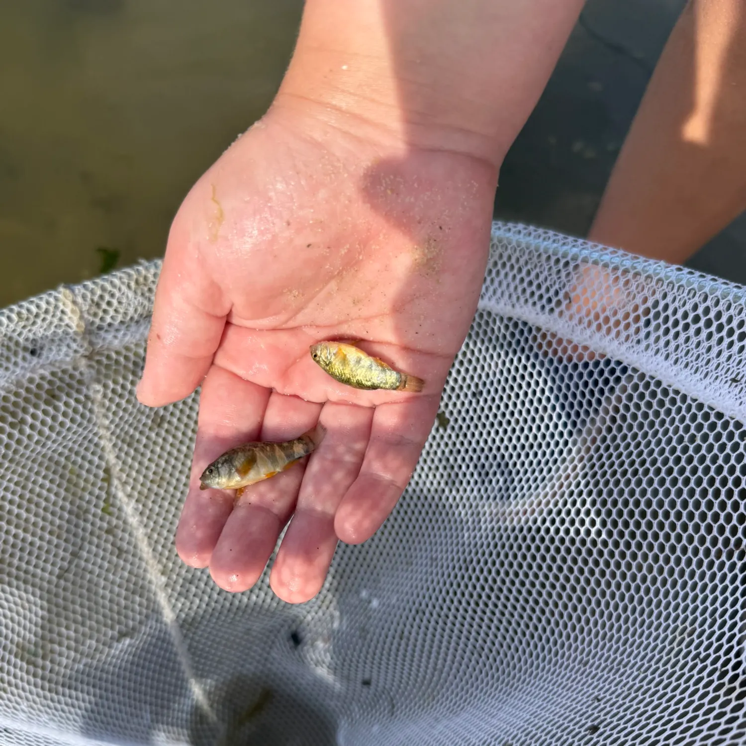 The most recent Sheepshead minnow catches on Fishbrain
