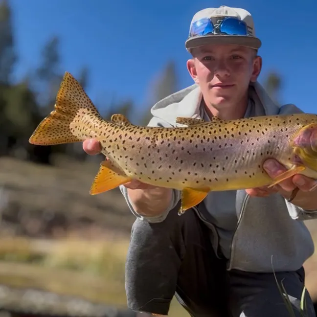 The most recent Bear River cutthroat trout catches on Fishbrain