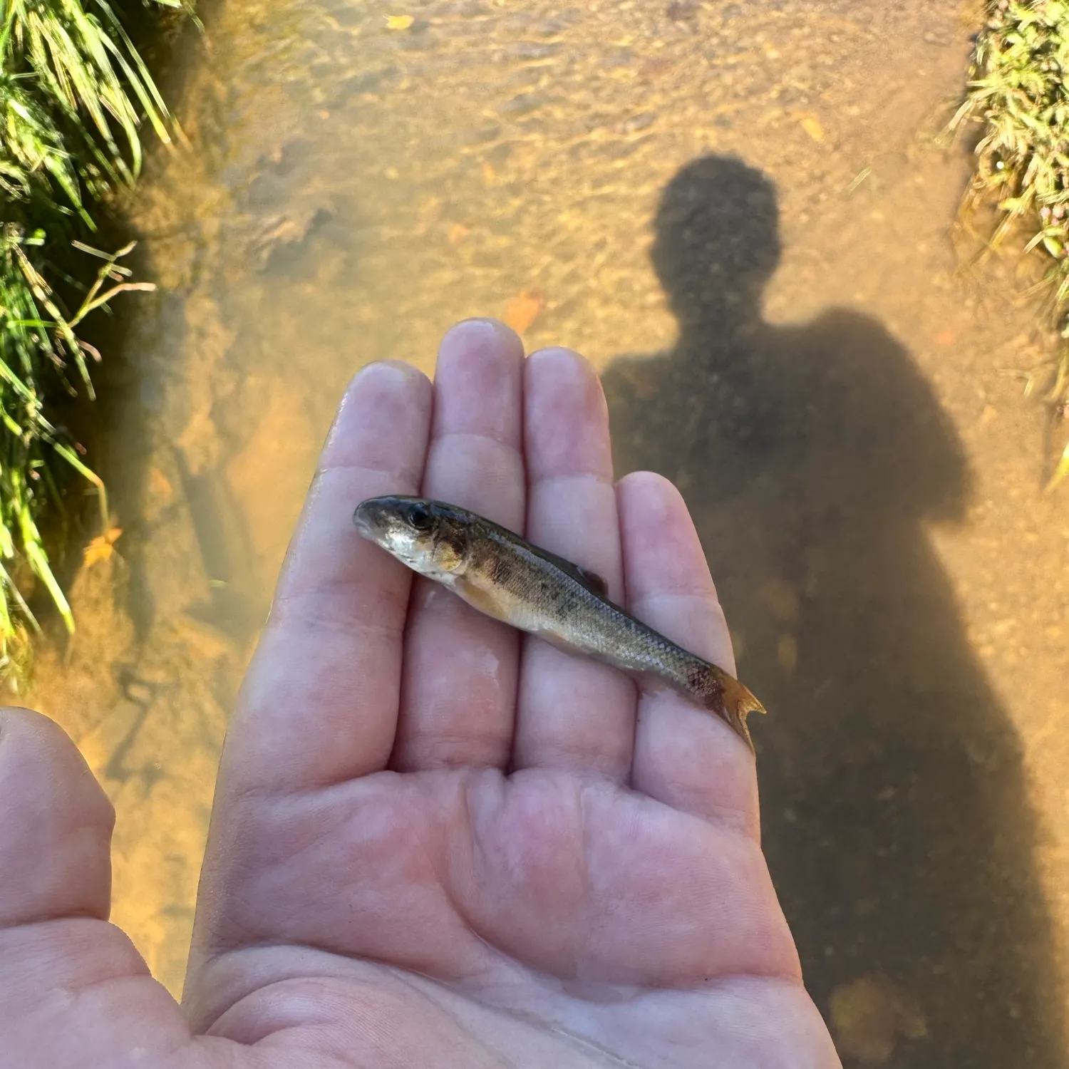 Creek chub caught on Fishbrain