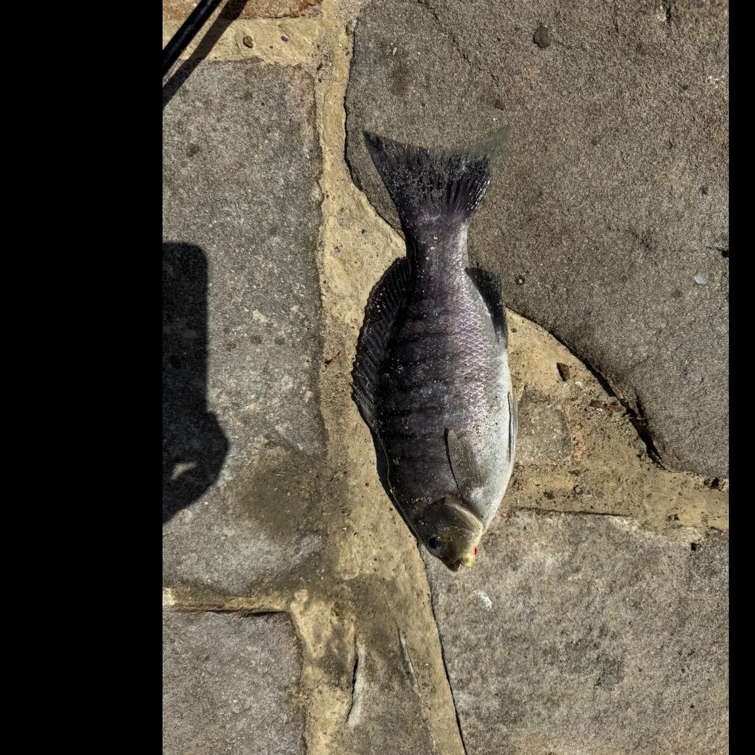 Luderick caught on Fishbrain