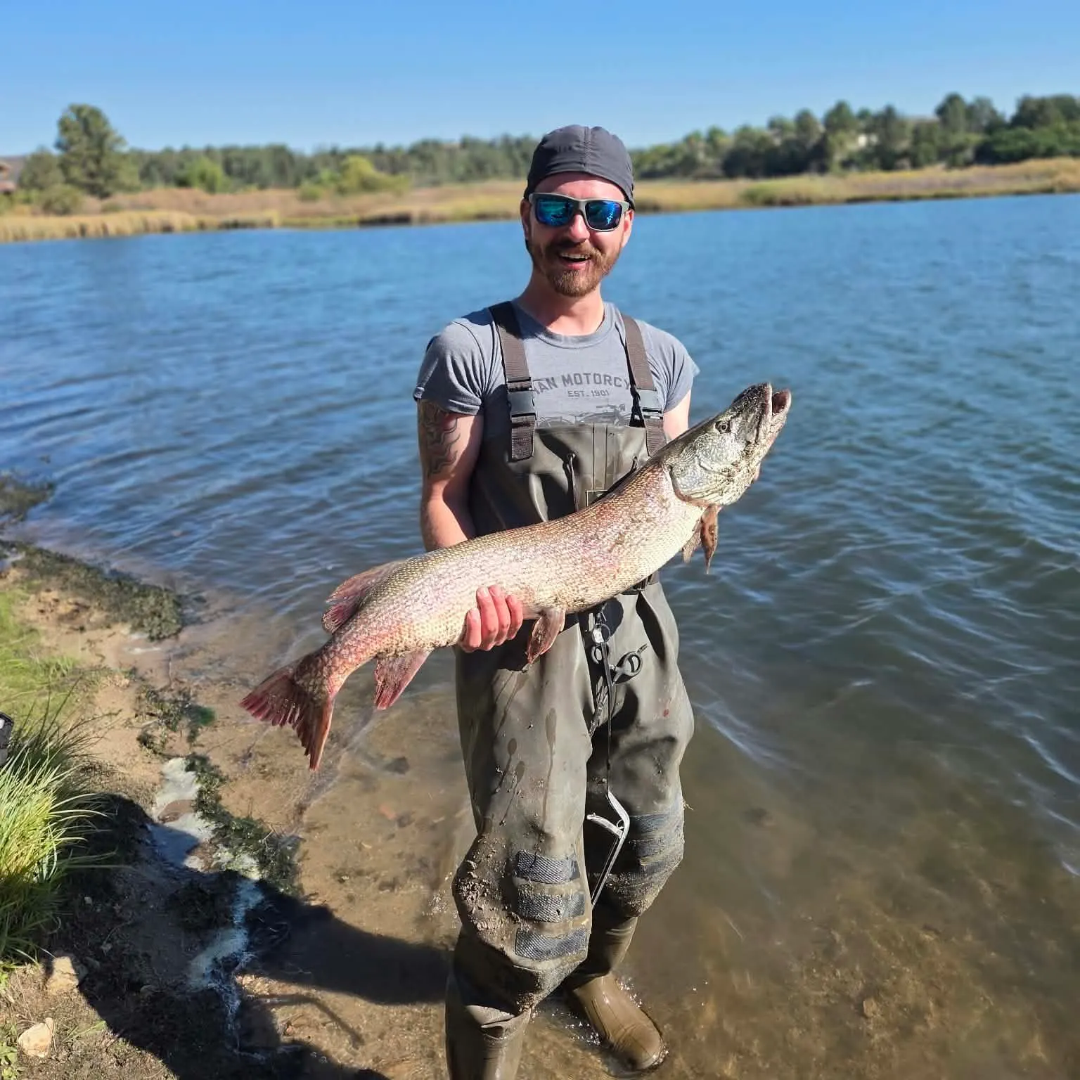 Northern pike caught on Fishbrain