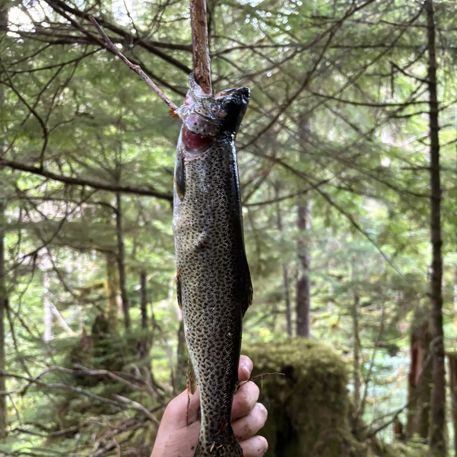 Coastal cutthroat trout caught on Fishbrain