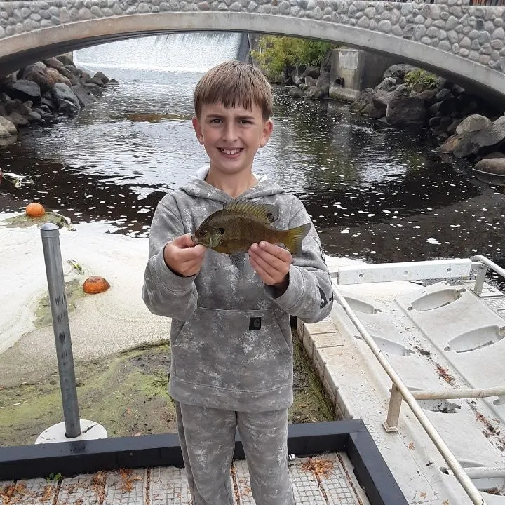 Bluegill caught on Fishbrain