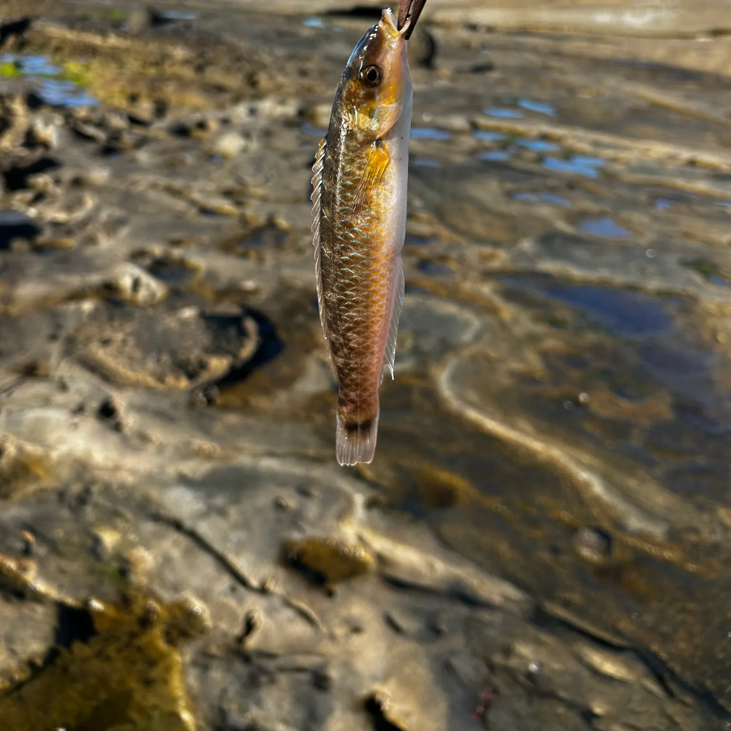 The most recent Señorita catches on Fishbrain