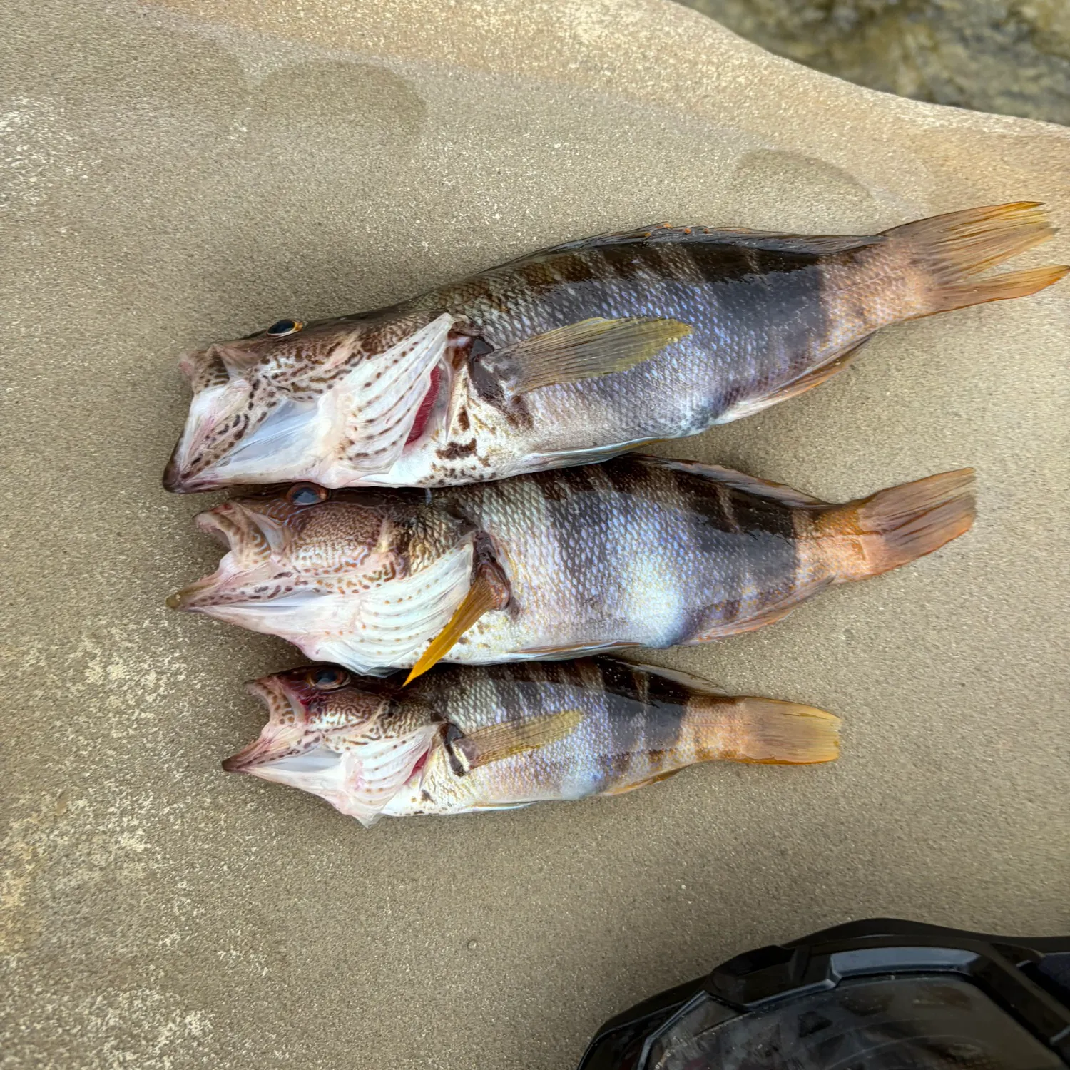 Painted comber caught on Fishbrain