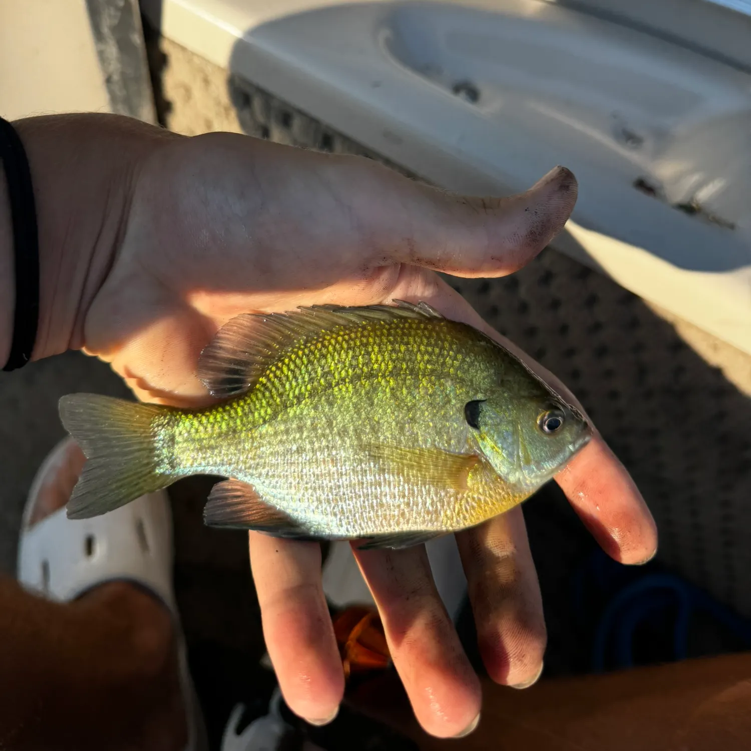 catch