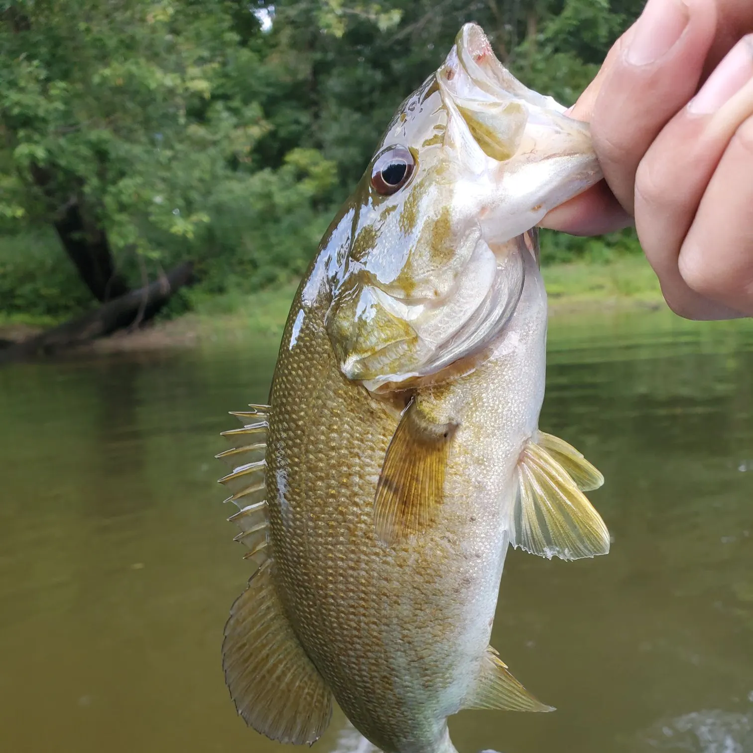 Fish caught on Fishbrain