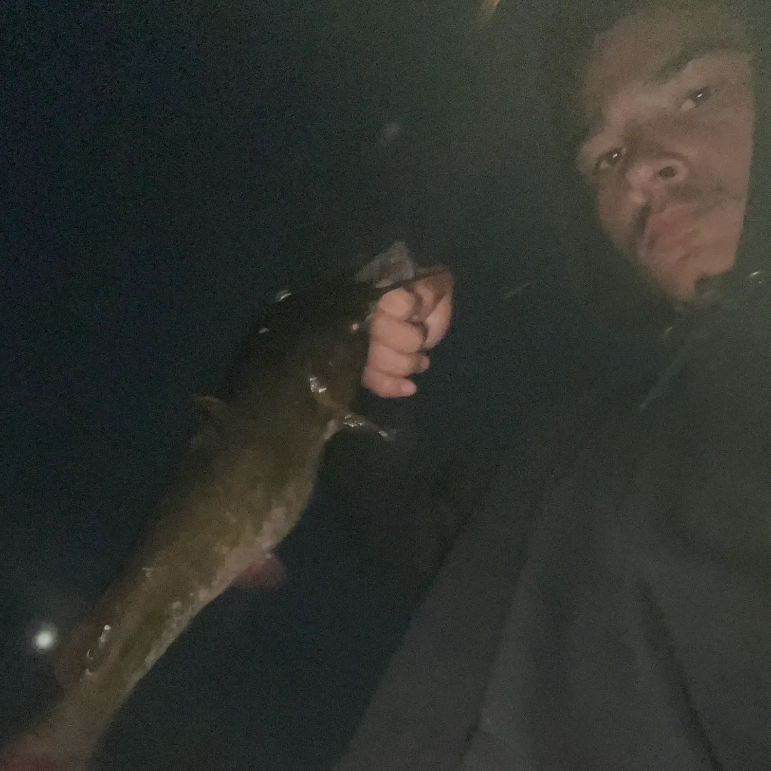 Brown bullhead caught on Fishbrain