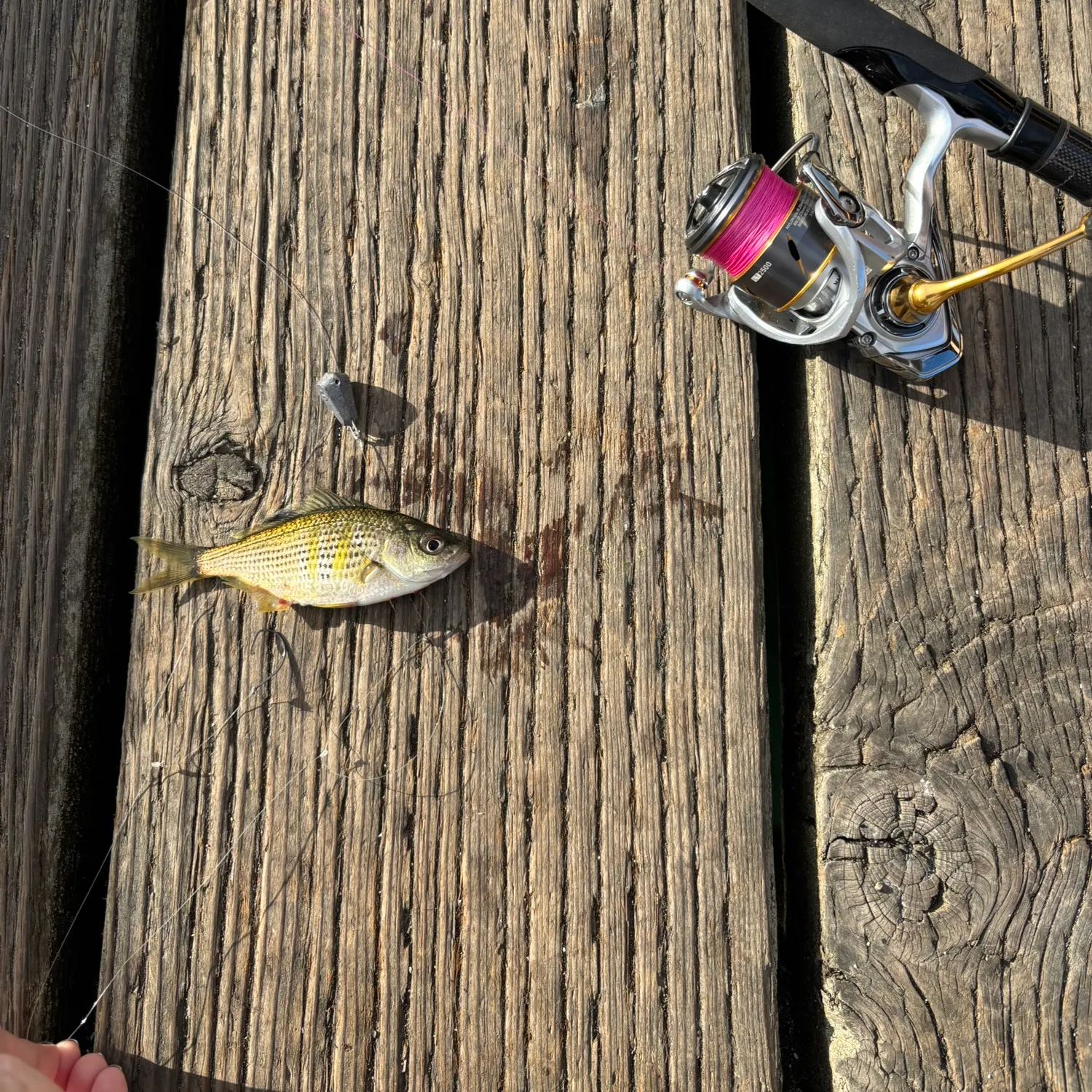 recently logged catches