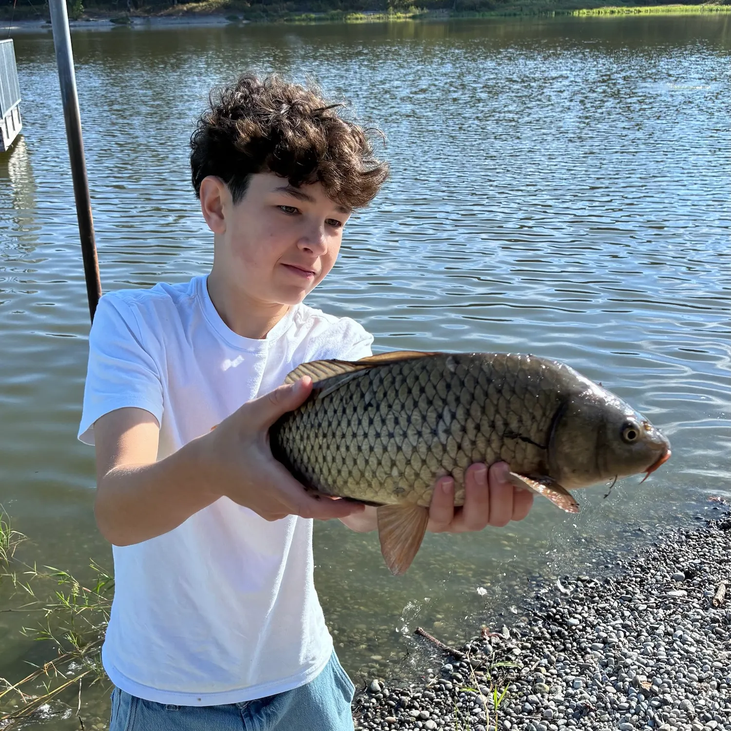 Common carp caught on Fishbrain