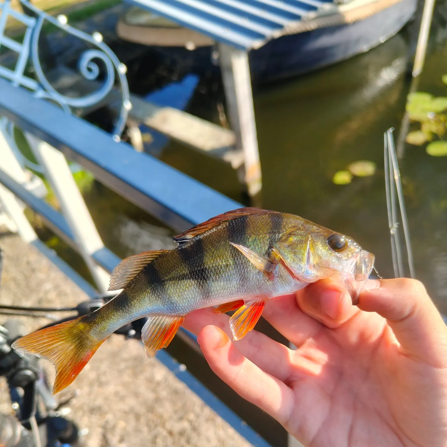 European perch caught on Fishbrain