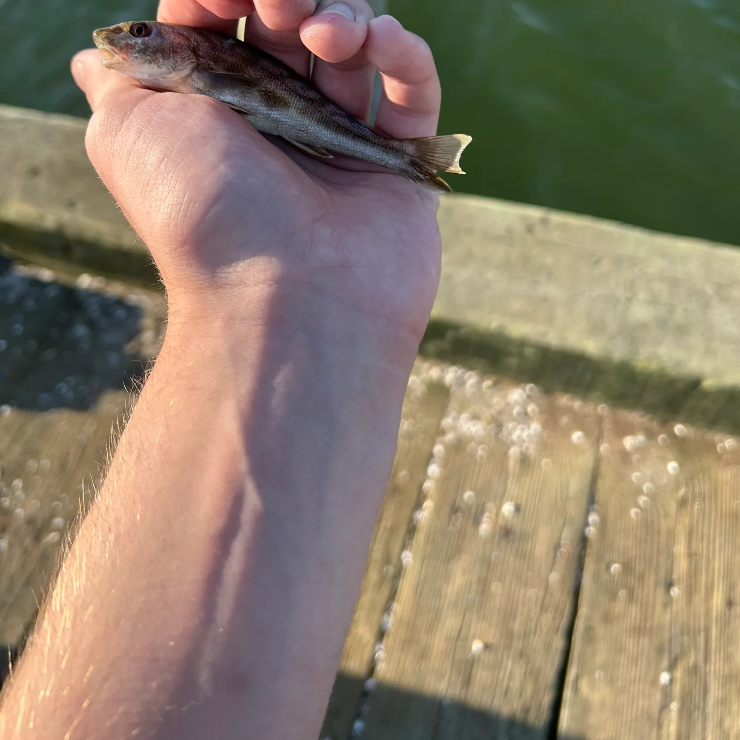 The most recent Northern kingcroaker catches on Fishbrain