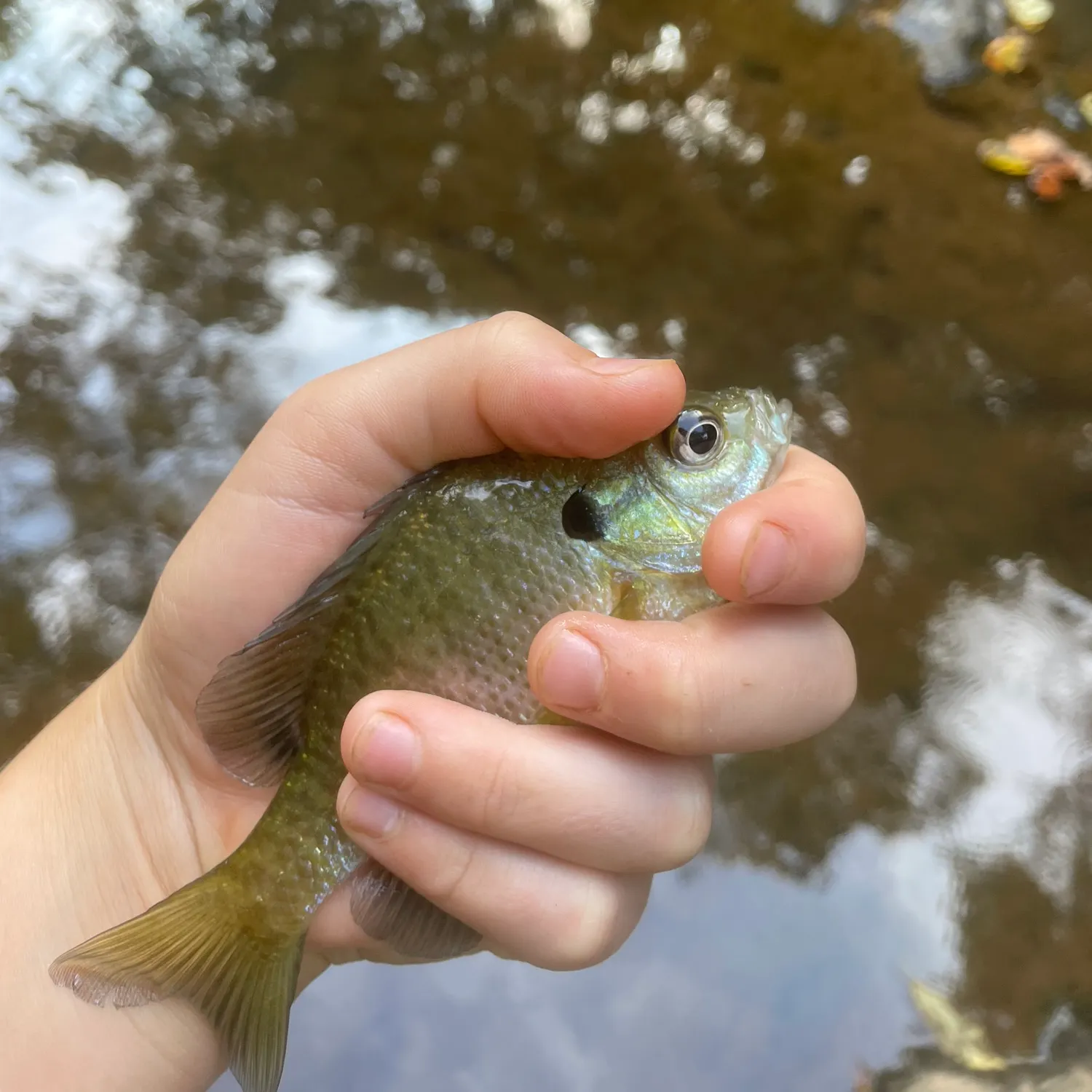 Bluegill caught on Fishbrain
