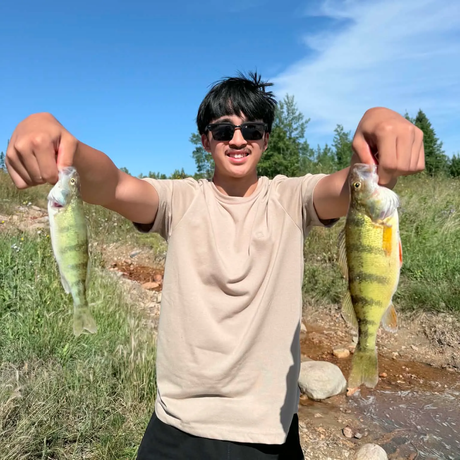 Yellow perch caught on Fishbrain