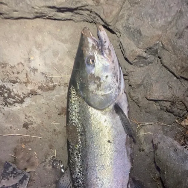 Chinook salmon caught on Fishbrain