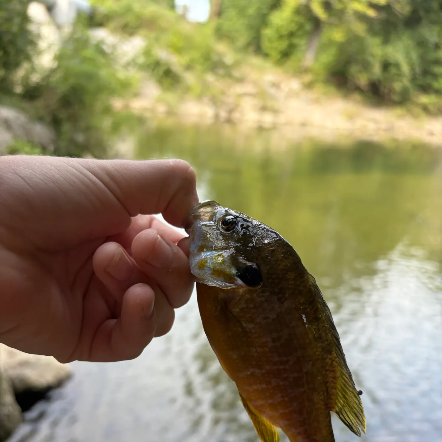 Greengill hybrid caught on Fishbrain