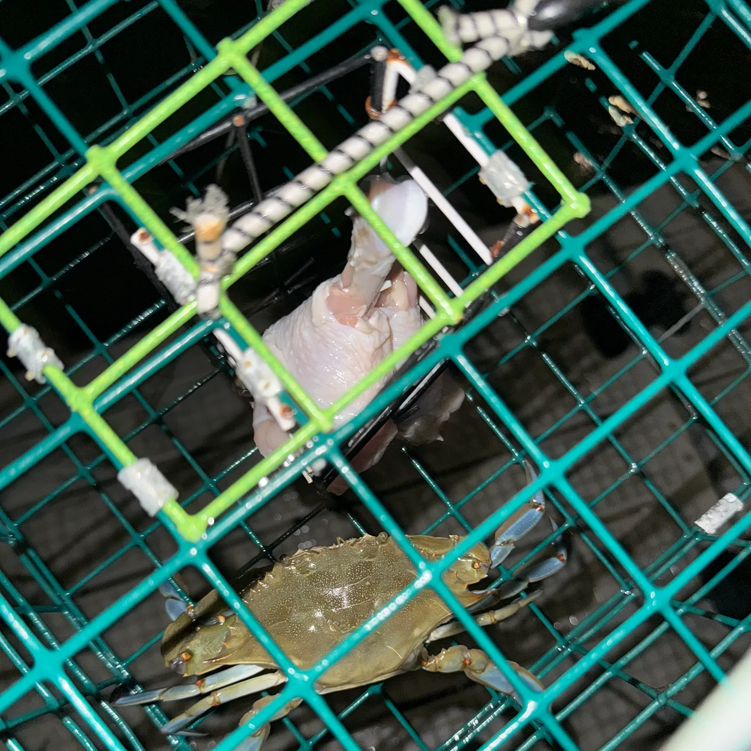 The most recent Blue swimmer crab catches on Fishbrain