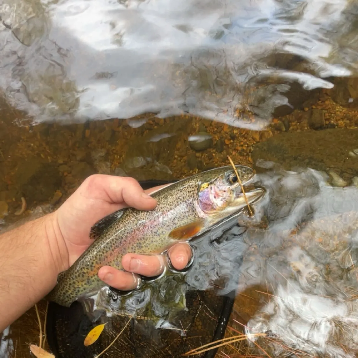 Rainbow trout caught on Fishbrain