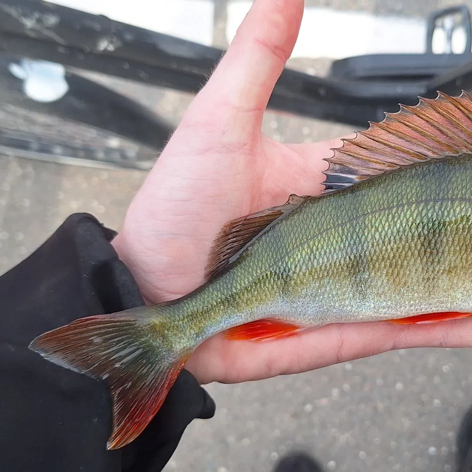 European perch caught on Fishbrain