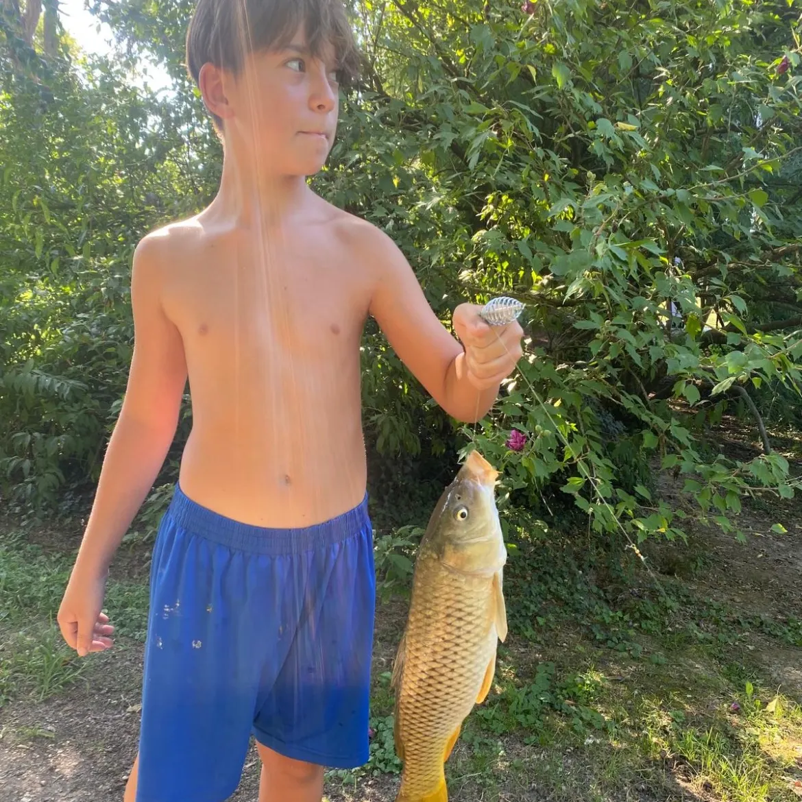 Common carp caught on Fishbrain