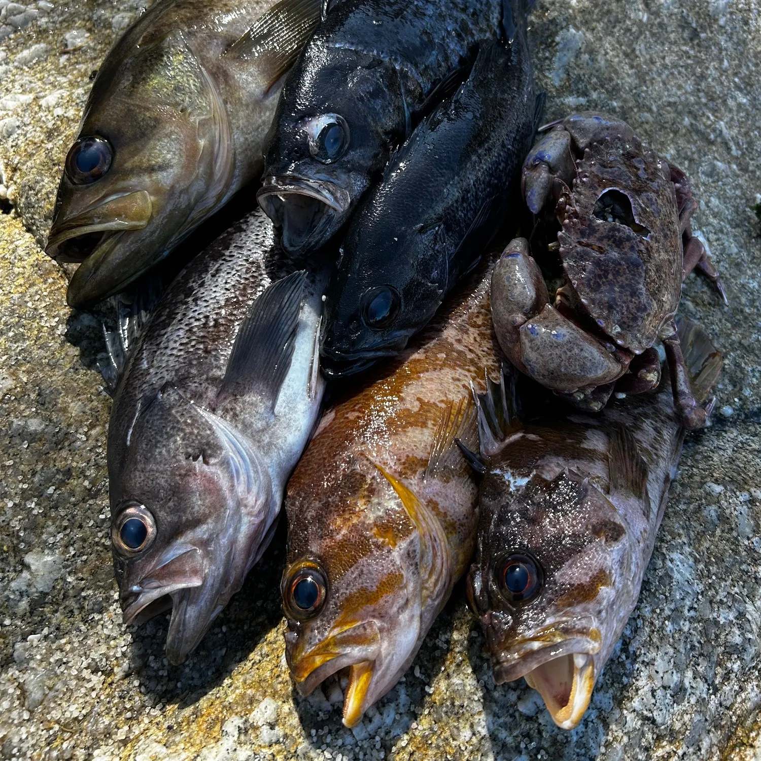 The most recent Olive rockfish catches on Fishbrain