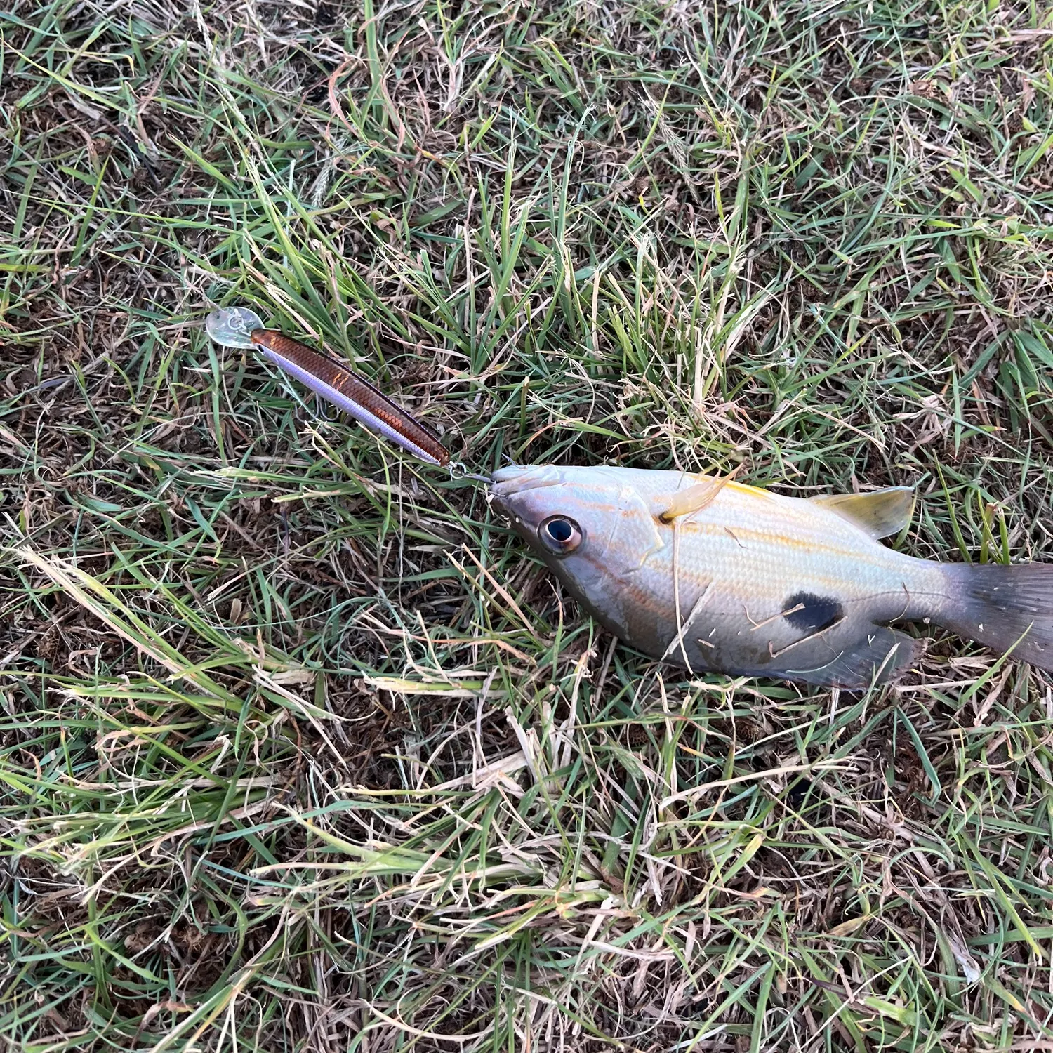 Moses perch caught on Fishbrain