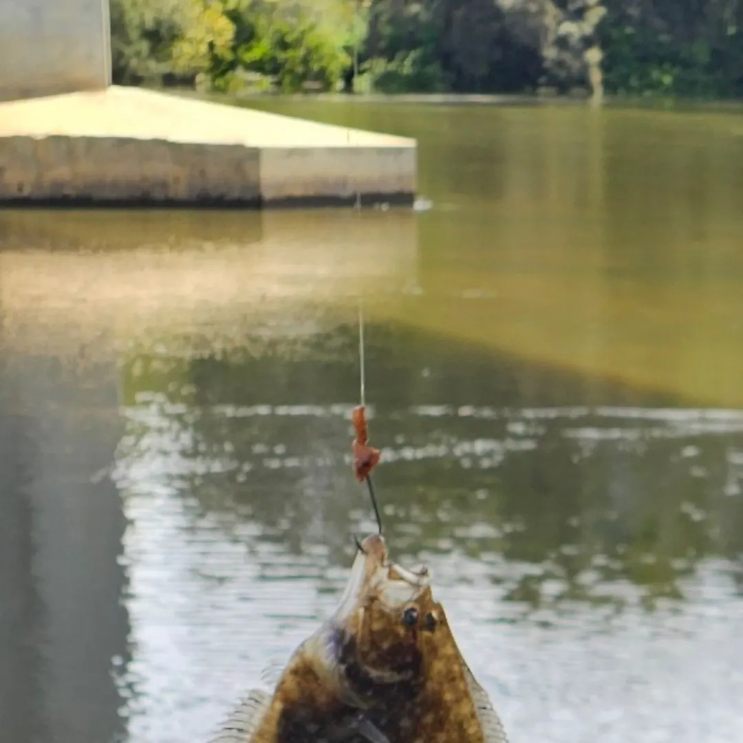 The most recent Smalltooth flounder catches on Fishbrain