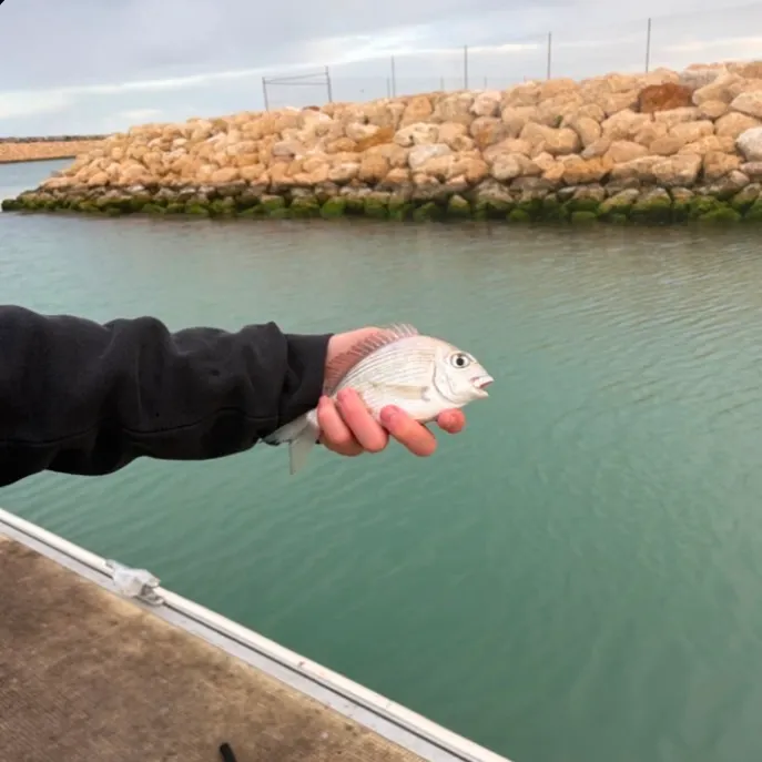 Surf bream caught on Fishbrain