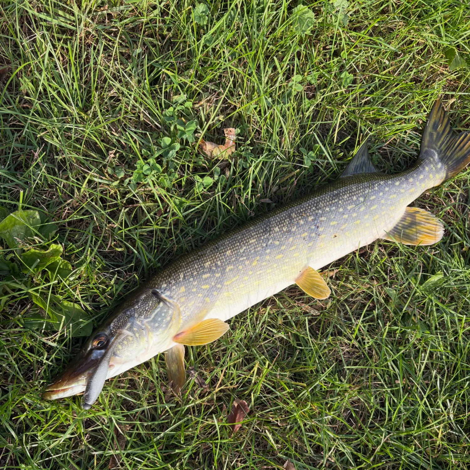 Northern pike caught on Fishbrain