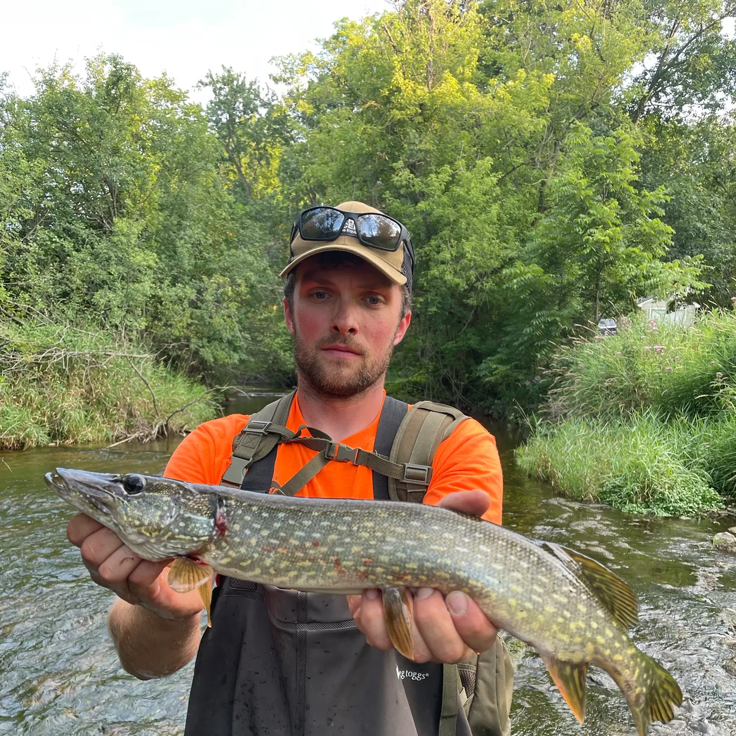 The most recent Northern pike catches on Fishbrain